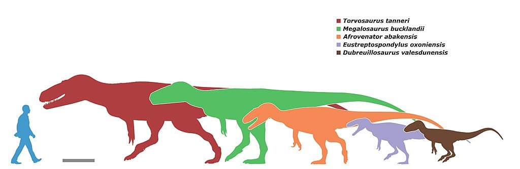 Size comparison chart showing a human alongside five theropod dinosaurs: Torvosaurus (largest, red), Megalosaurus (green), Afrovenator (orange), Eustreptospondylus (purple), and Dubreuillosaurus (smallest, brown).