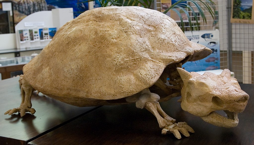Meiolania Platyceps Fossil, Lord Howe Island Maritime Museum.