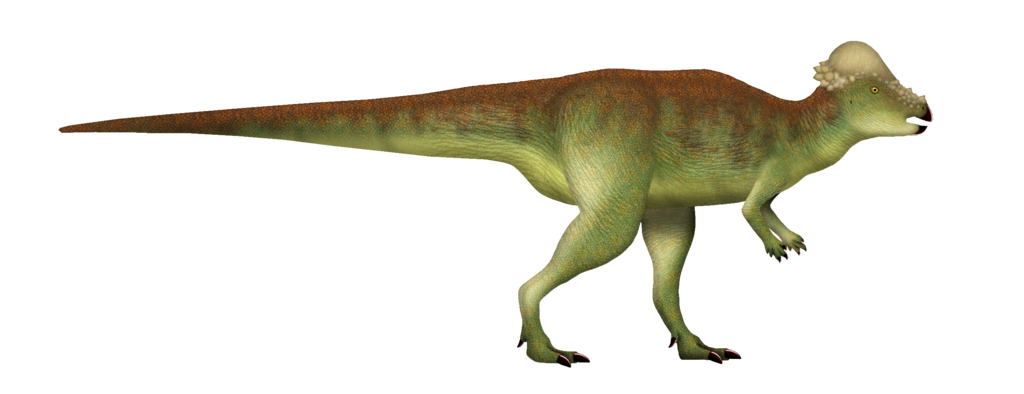 Pachycephalosaurus real life reconstruction
