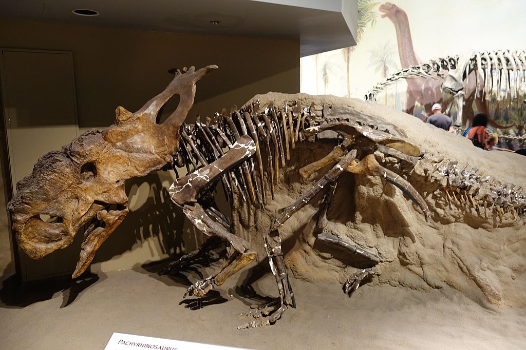Pachyrhinosaurus skeletal mount. On display at the Royal Tyrrell Museum, Alberta.