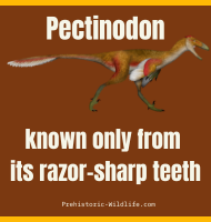 Pectinodon