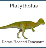 Platytholus