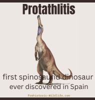 Protathlitis