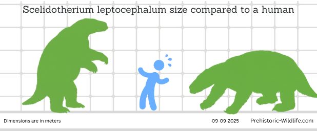 Scelidotherium leptocephalum size compared to a 1.8 meter tall human