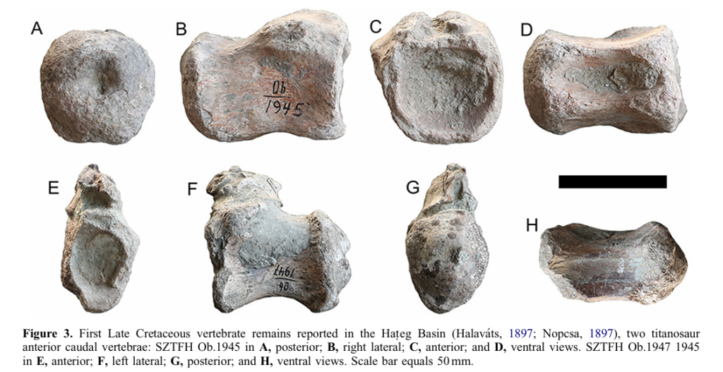 First late Cretaceous Vertebrate remains reported in Hateg Basin 