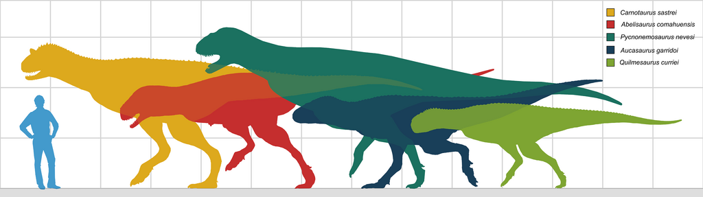 Size Comparison of Abelisaurid Theropods, Carnotaurins (left to right) Carnotaurus, Abelisaurus, Pycnonemosaurus, Aucasaurus and Quilmesaurus.