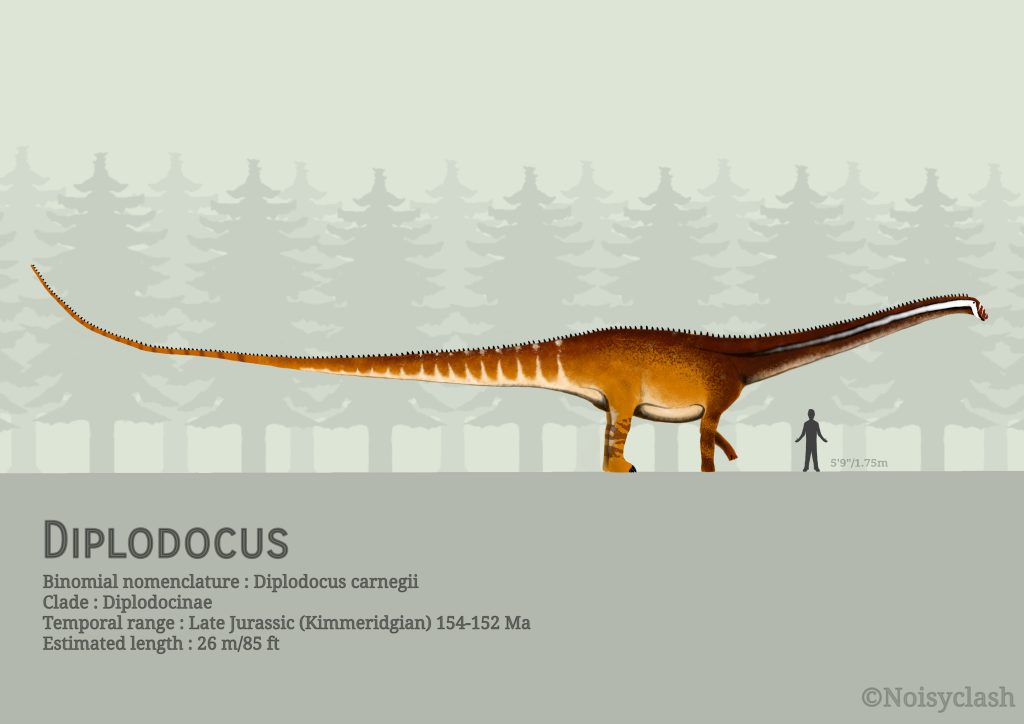 Diplodocus Size Compared to a human