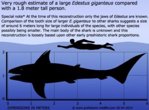 Top Ten Prehistoric Sharks - Prehistoric-Wildlife